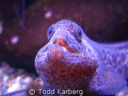 Juvenile  eel  by Todd Karberg 